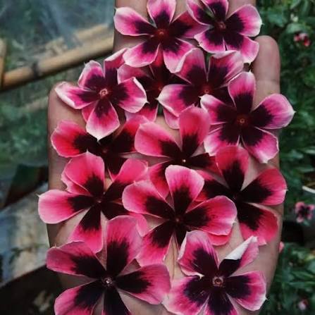 Varietas Premium Vinca Seeds Nirvana Black Splash (1 pack contain 100,50 & 20 Seeds)