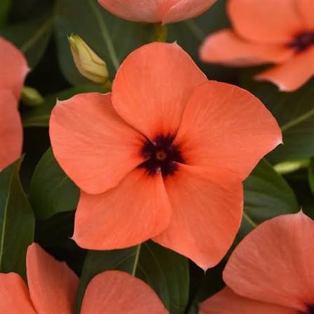 Varietas Premium Vinca Seeds Tattoo Orange(1 pack contain 100,50 & 20 Seeds)
