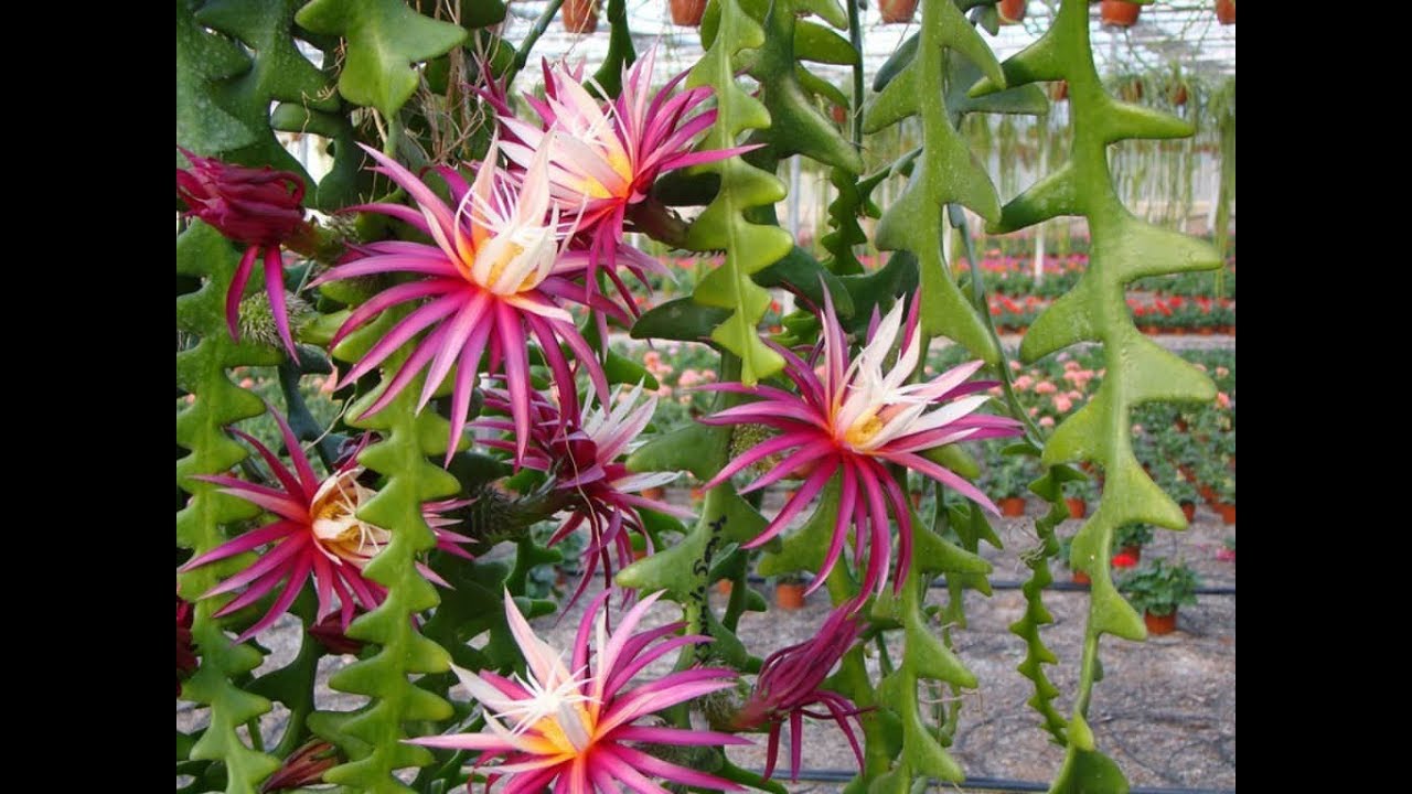 Epiphyllum Anguliger (Fishbone Cactus) Live Cuttings, Kadupul Flower Plants 2 Rooted cuttings FREE PHYTOSANITARY