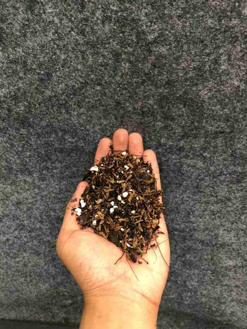 Sol Mix (10 KG)- Tropical Aroid Mix with LECA - Soilless Grow Medium for Monstera, Philodendron, Orchids, Hoya etc (Nutricote Add-On Available)