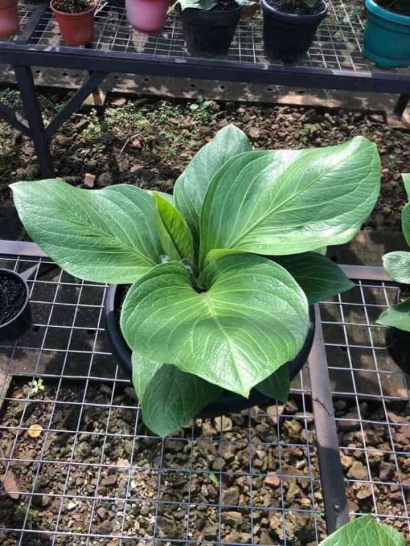 Anthurium Jemani Cobra FREE Phytosanitary
