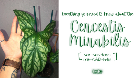 Cercestis Mirabilis Calladium Tatto | Free Phytosanitary Certificates | DHL Express