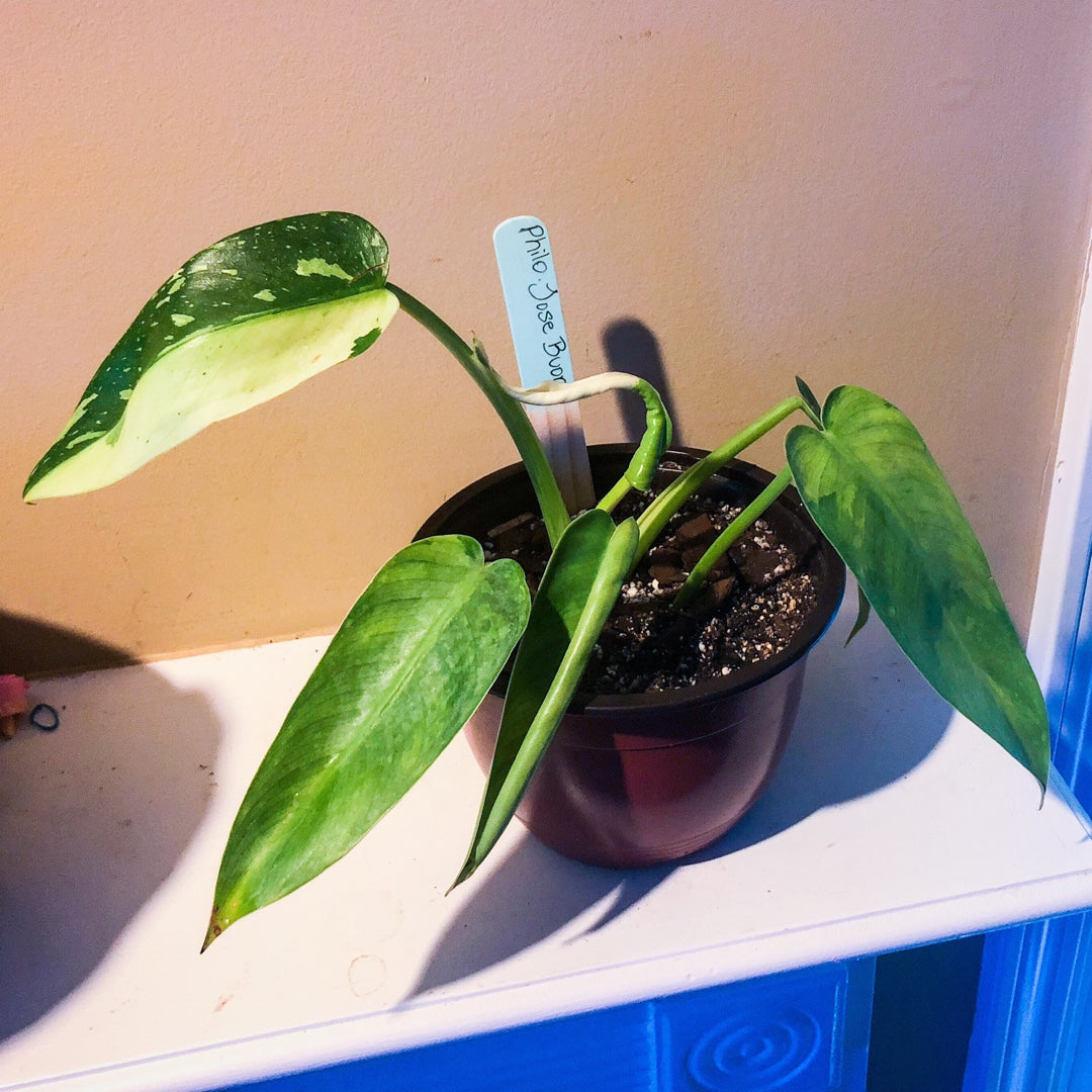 PHILODENDRON Josee Buono Variegated Free Phytosanitary