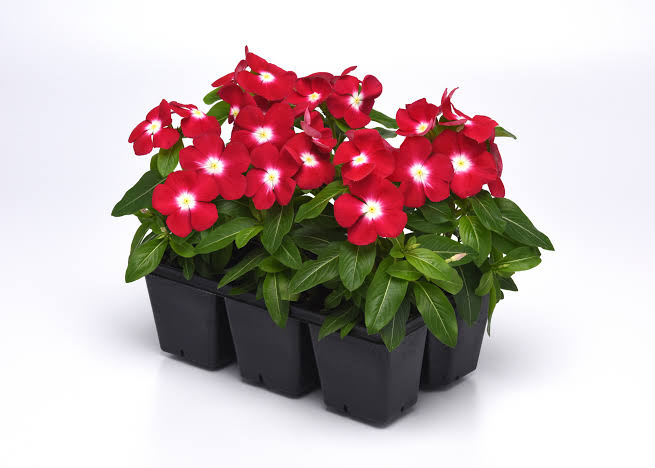 Varietas Premium Vinca Seeds Red Cherry Halo (1 pack contain 100,50 & 20 Seeds)