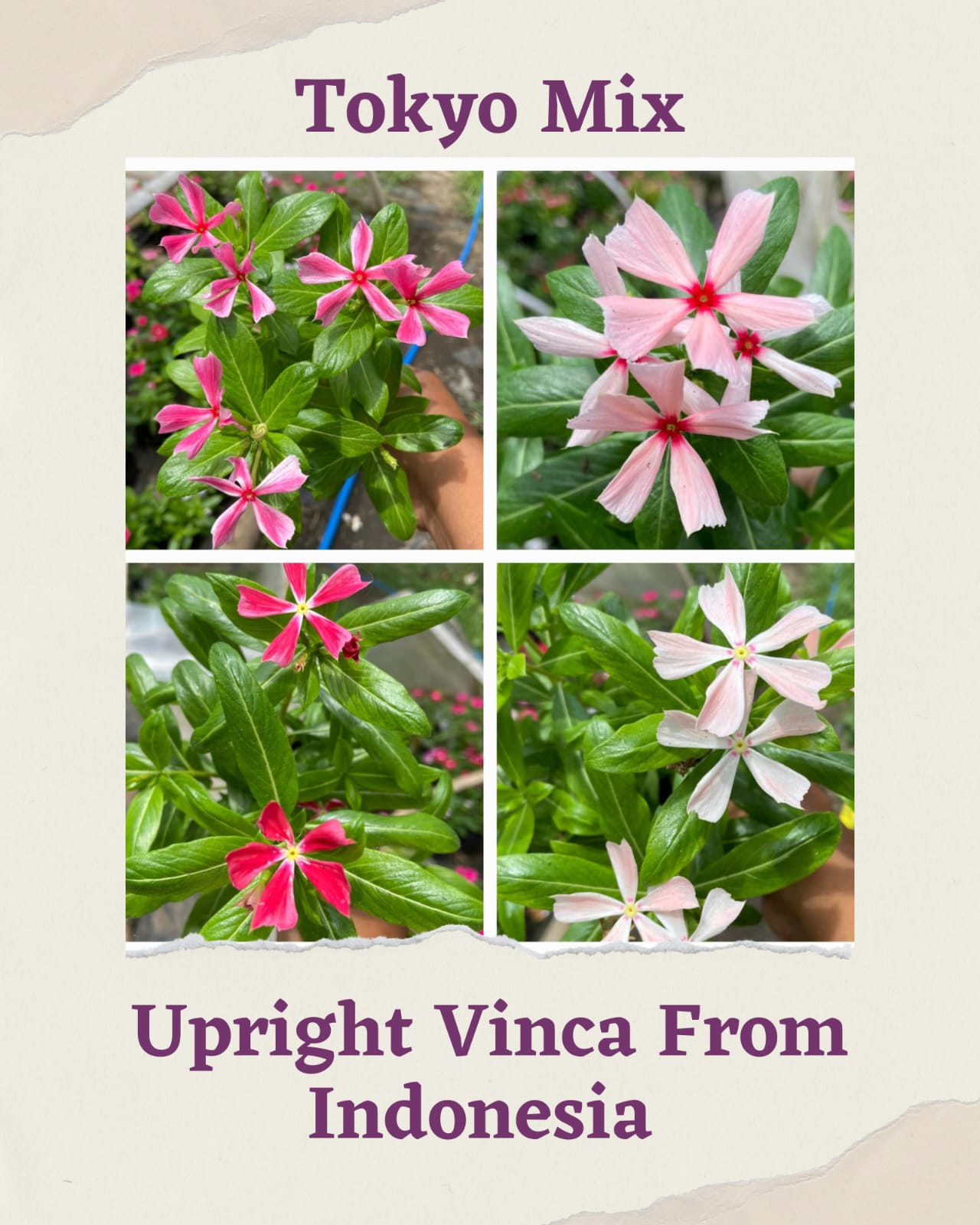 Varietas Premium Nirvana Oren, Pink Ring Hallo, Tokyo Mix & Ningrum White Splash (1 pack contain 100 Seeds)