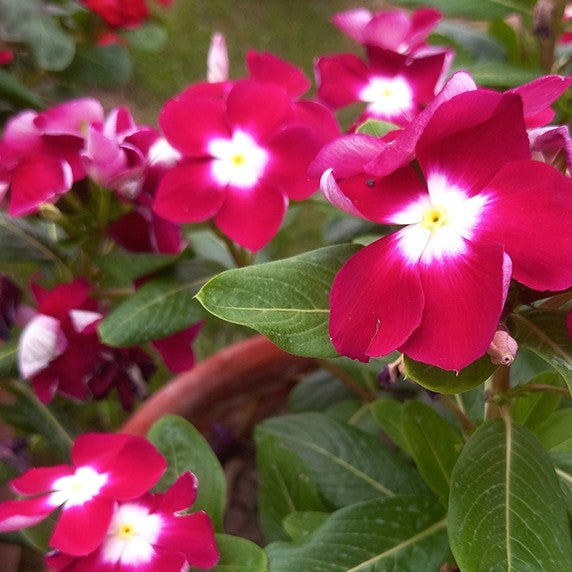 Varietas Premium Vinca Seeds Red Cherry Halo (1 pack contain 100,50 & 20 Seeds)
