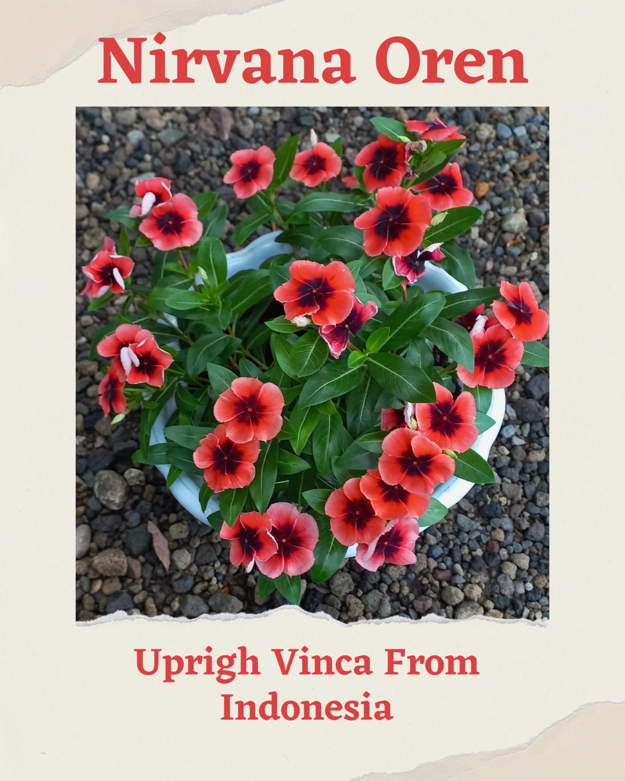 Varietas Premium Nirvana Oren, Pink Ring Hallo, Tokyo Mix & Ningrum White Splash (1 pack contain 100 Seeds)
