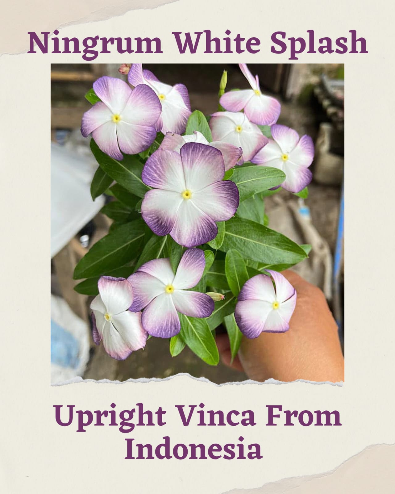 Varietas Premium Nirvana Oren, Pink Ring Hallo, Tokyo Mix & Ningrum White Splash (1 pack contain 100 Seeds)
