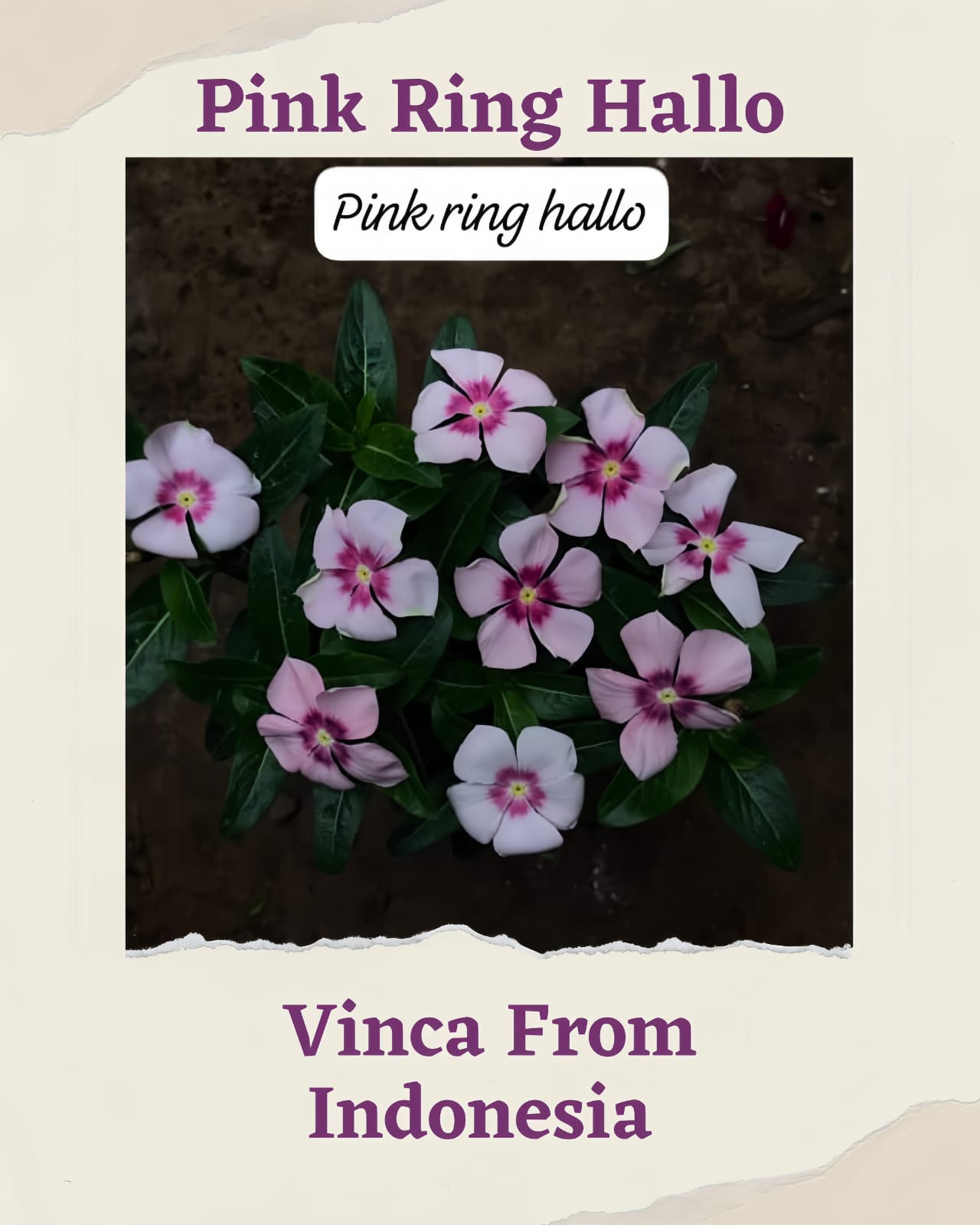 Varietas Premium Nirvana Oren, Pink Ring Hallo, Tokyo Mix & Ningrum White Splash (1 pack contain 100 Seeds)