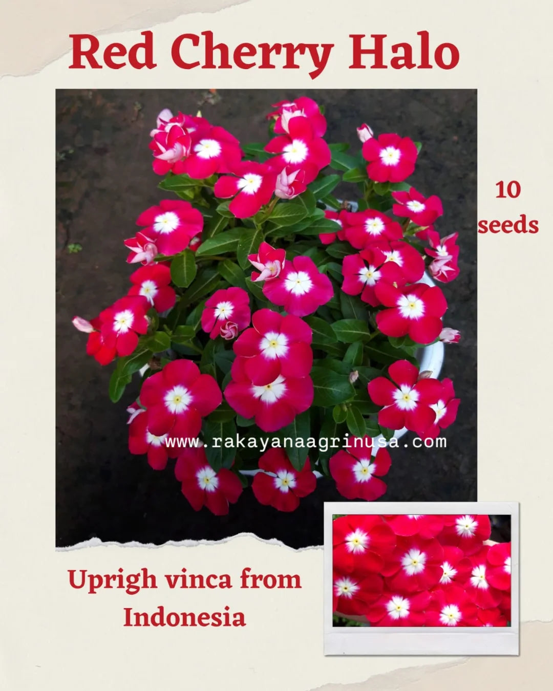Varietas Premium Vinca Seeds Red Cherry Halo (1 pack contain 100,50 & 20 Seeds)