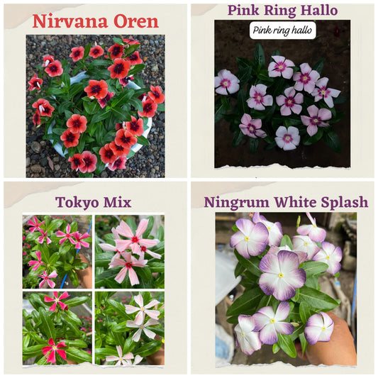 Varietas Premium Nirvana Oren, Pink Ring Hallo, Tokyo Mix & Ningrum White Splash (1 pack contain 100 Seeds)