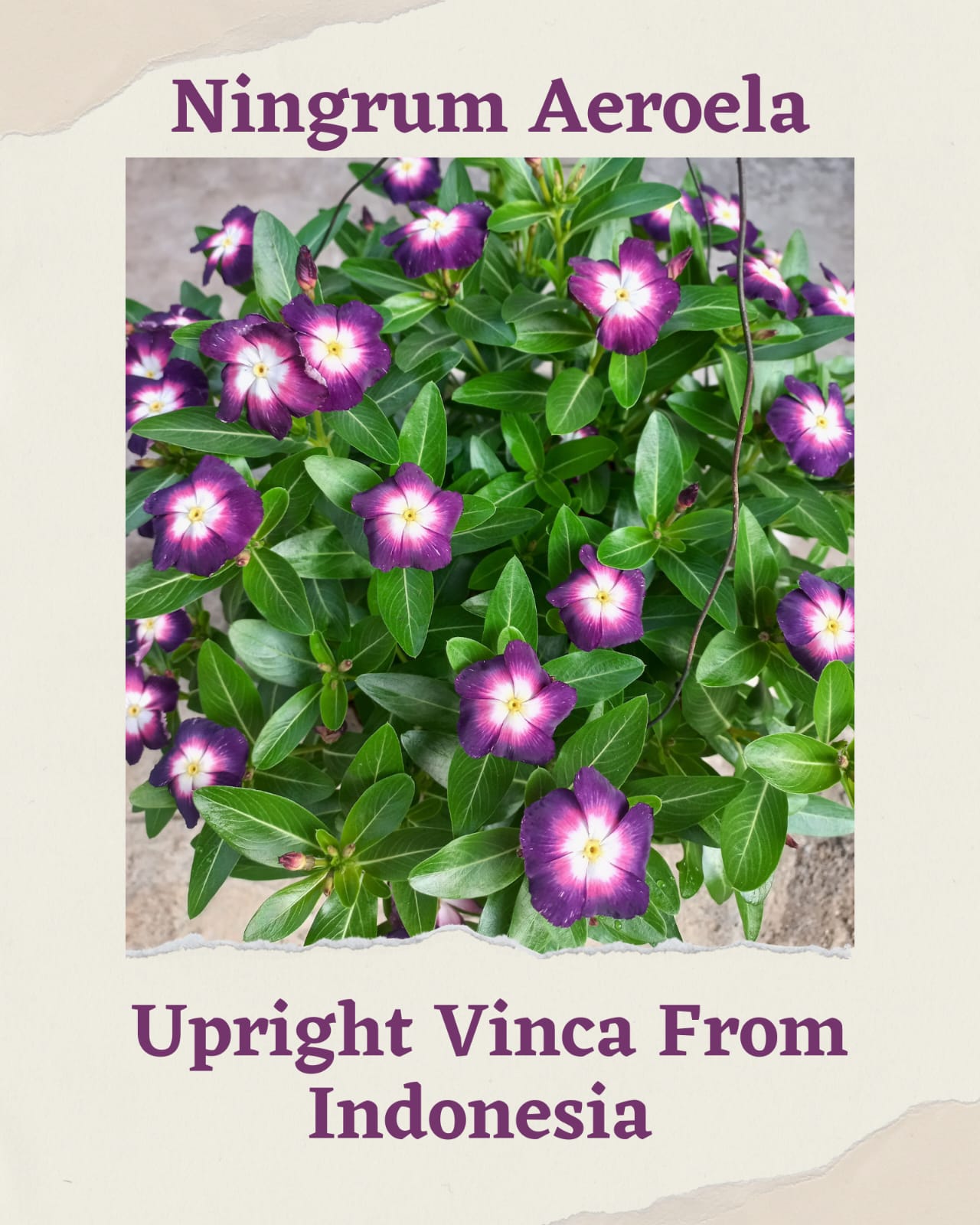 Varietas Premium Vinca Seeds Ningrum Areola (1 pack contain 100,50 & 20 Seeds)
