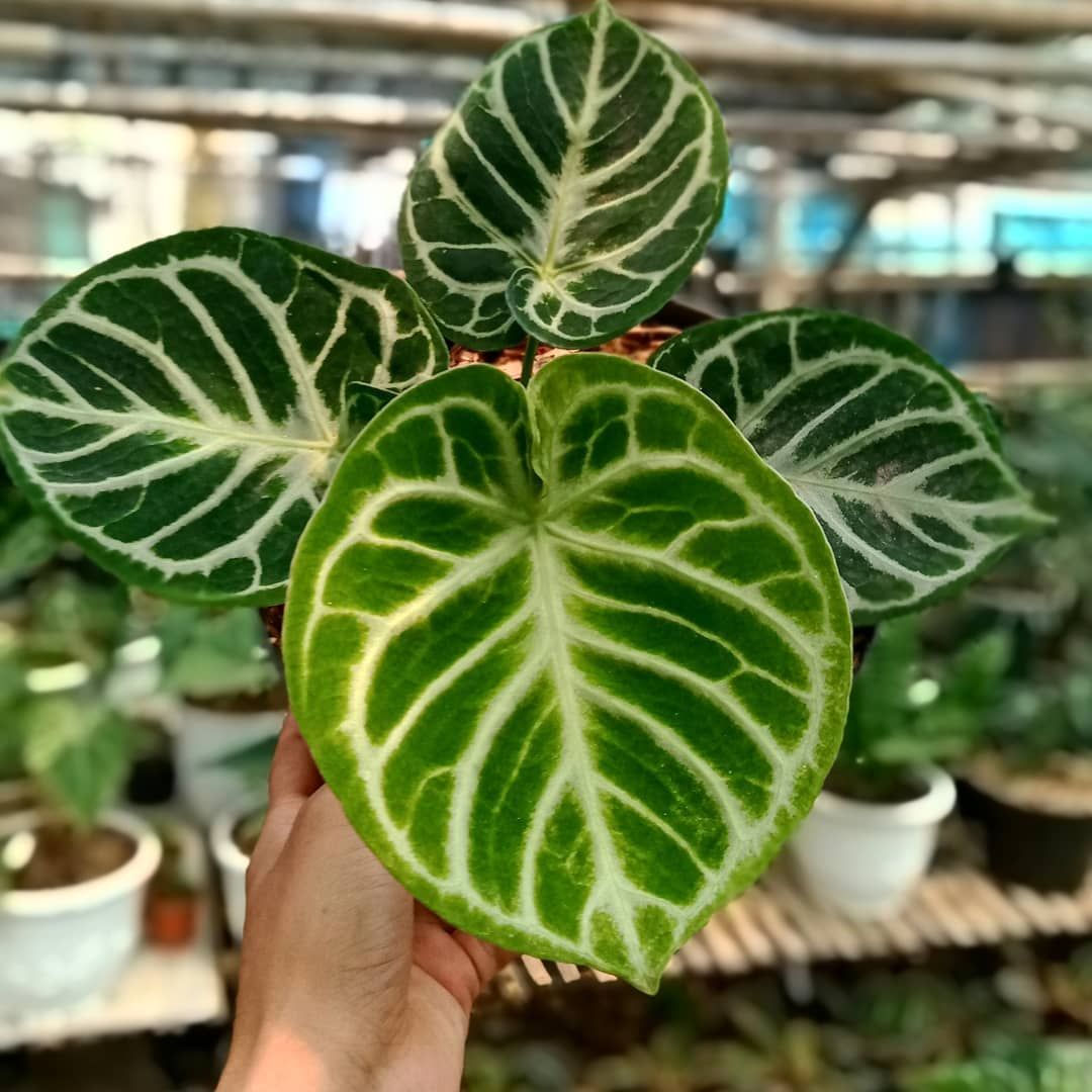 Anthurium Dorayaki Original FREE Phytosanitary