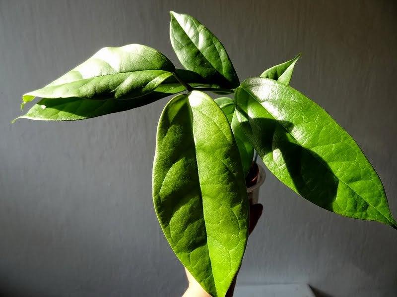 HOYA CORIACEA (CERREACEA)