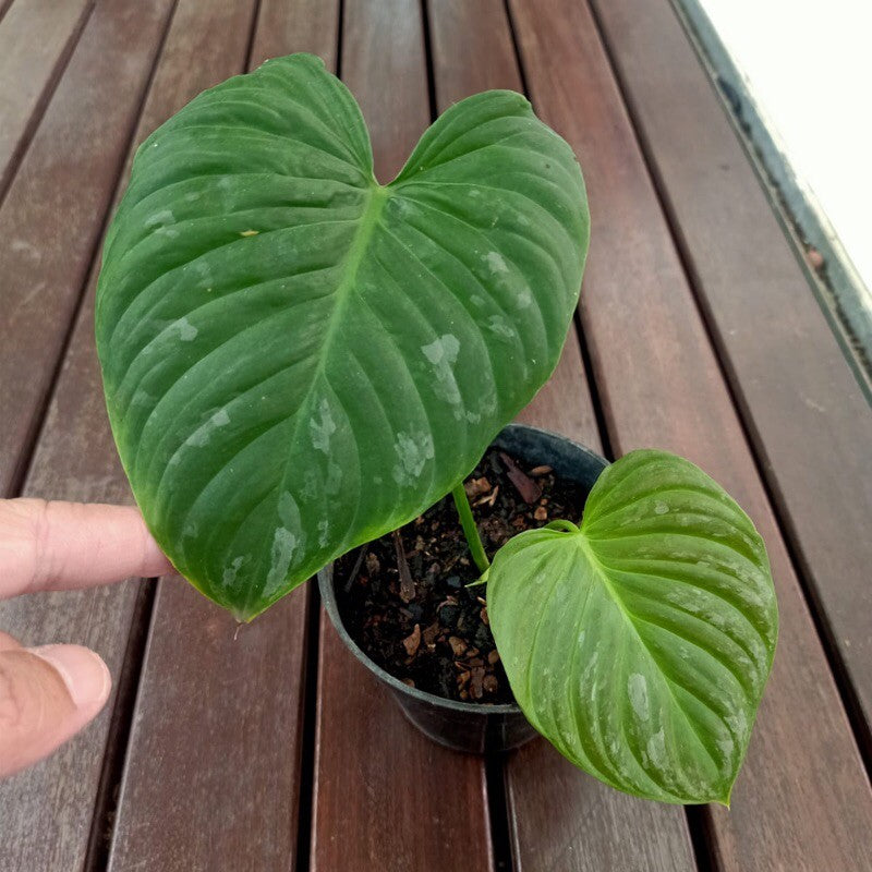 Philodendron Majestic (Sodiroi x Verrucosum)