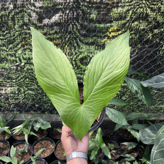 Alocasia Cyrtosperma Hambalii | FREE PHYTOSANITARY