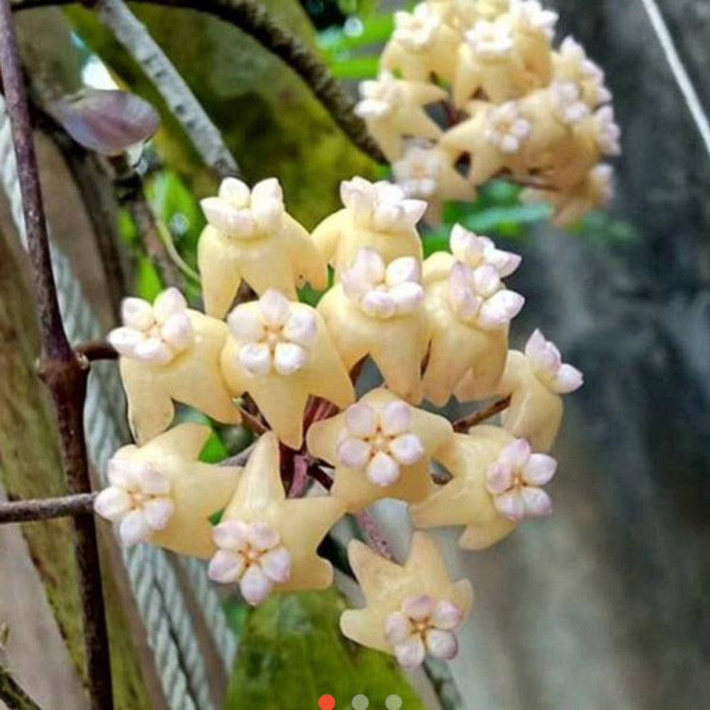 Hoya Rindu Raflesia Splash