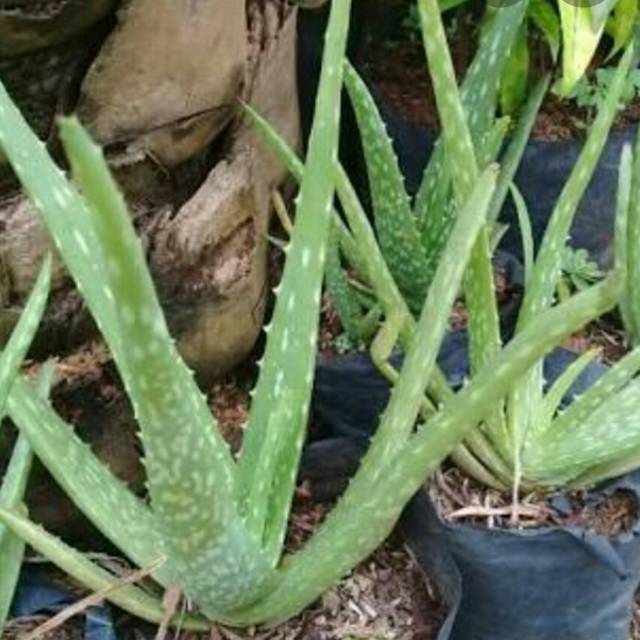 8 Seeds Aloe Vera ~ Bio Seeds ~ Succulent Plant ~ Therapeutic plant ~ Antirheumatic and anti-inflammatory effect ~ Gel SPA Plant ~ Gardening