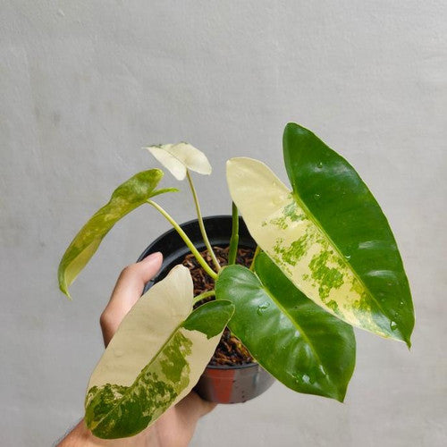 Philodendron Burle Marx Variegata (Free Phytosanitary)