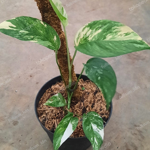 EPIPREMNUM PINNATUM แตกต่างกัน