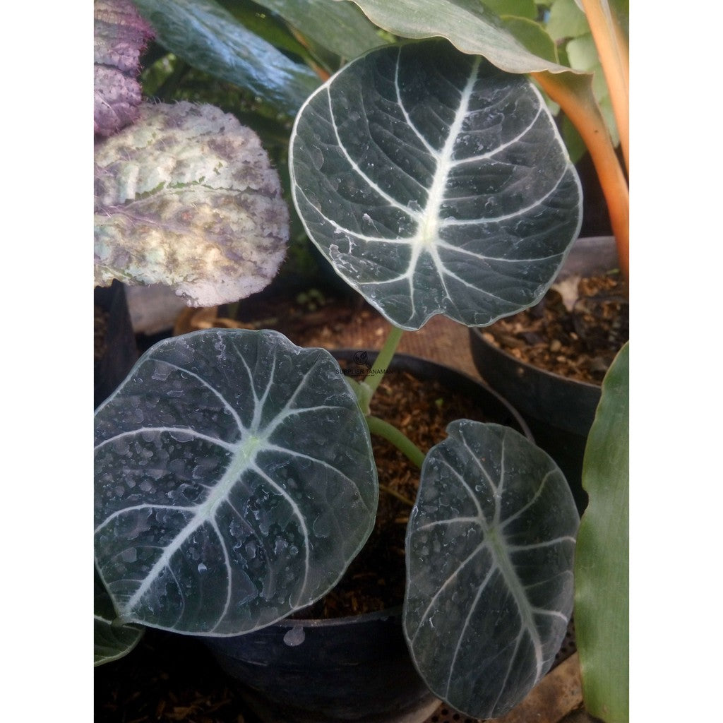 Alocasia Black Velvet FREE PHYTOSANITARY