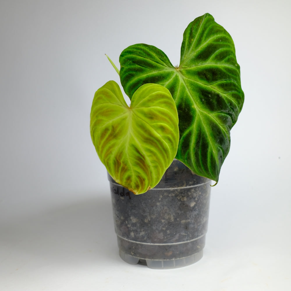 Phlodendron Verrucosum