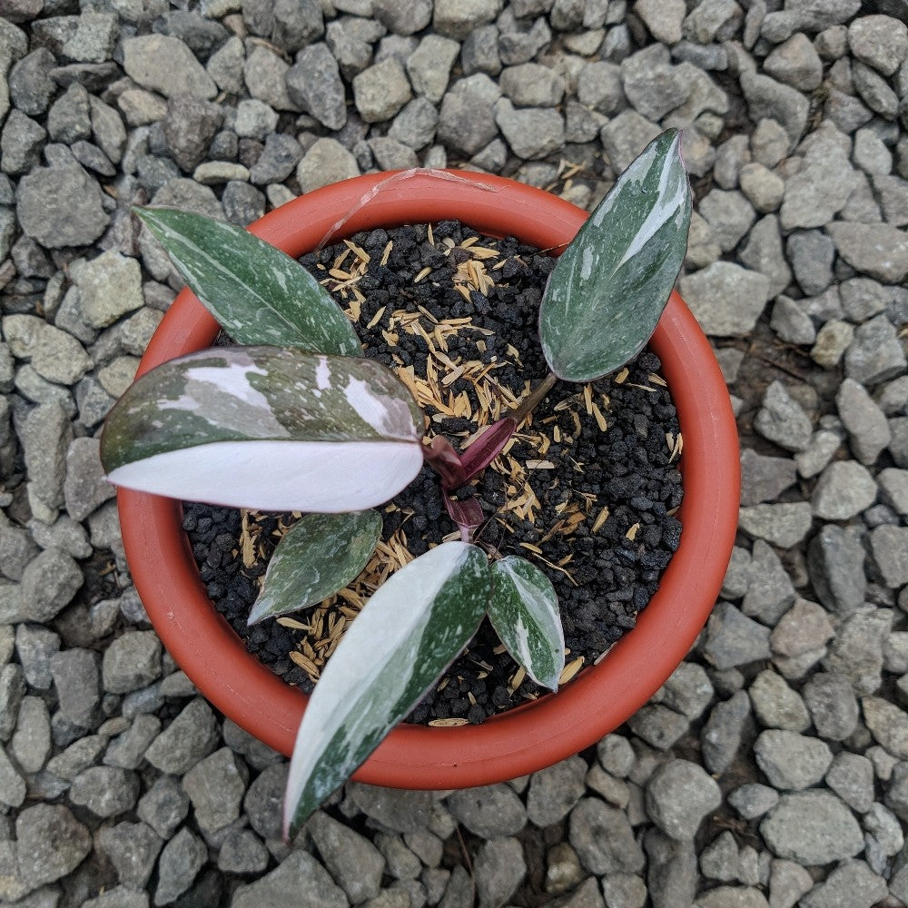 Philodendron Red Anderson Variegated
