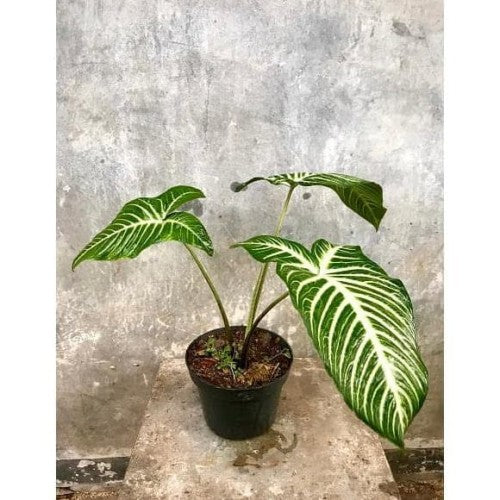 Alocasia Xanthosoma Lindenii
