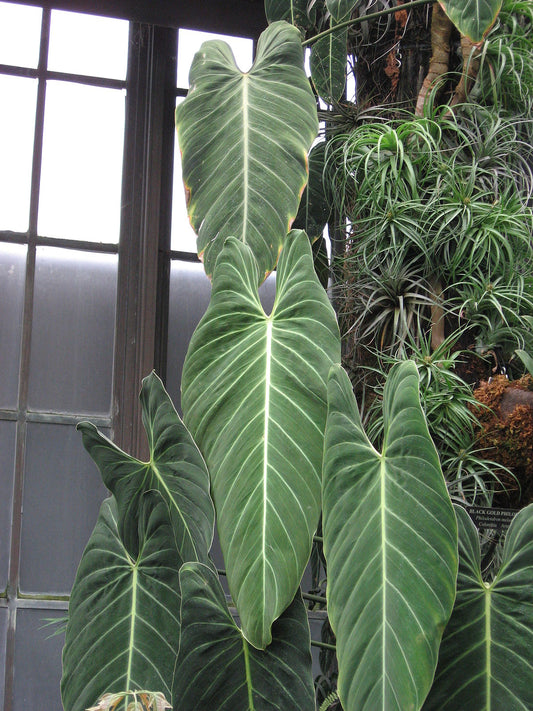 PHILODENDRON MELANOCHRYSUM Free Phytosanitary