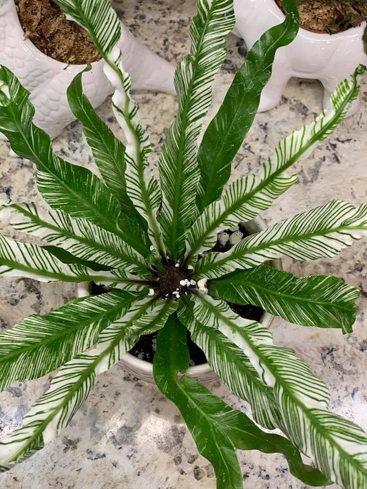 Asplenium Japan Variegated Rare Plants