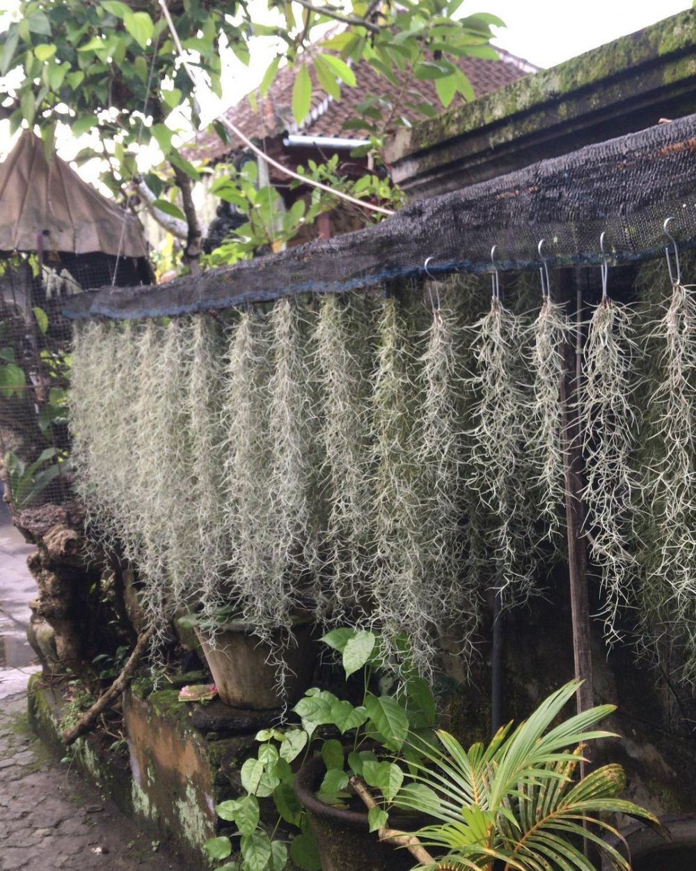 Spanish Moss Tillandsia Usneoides" Plant better known as old man's beard.