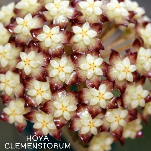 HOYA CLEMENSIORUM FREE PHYTOSANITARY