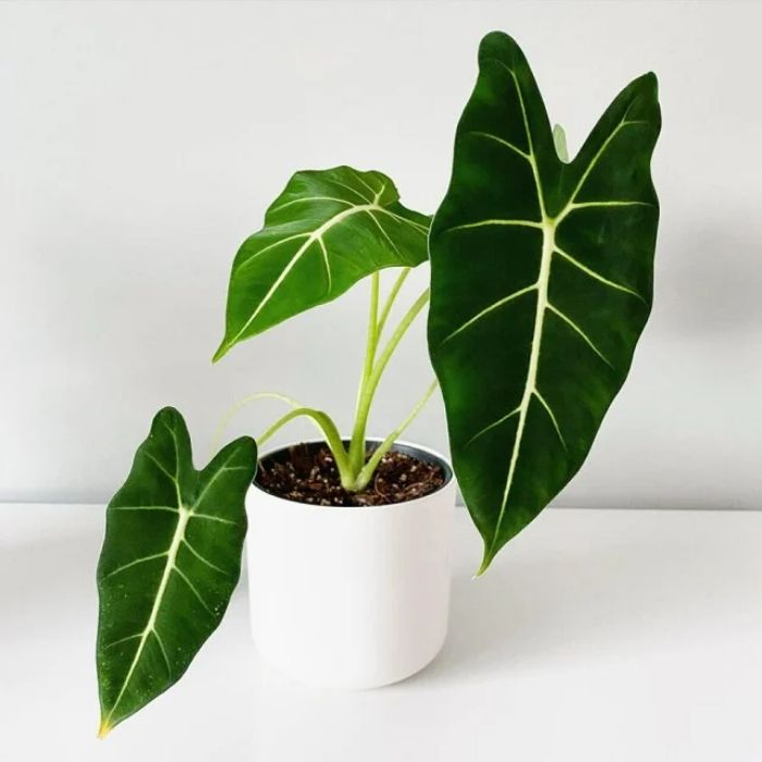 ALOCASIA FRYDEK FREE PHYTOSANITARY