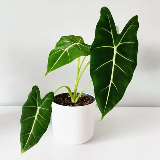 ALOCASIA FRYDEK FREE PHYTOSANITARY