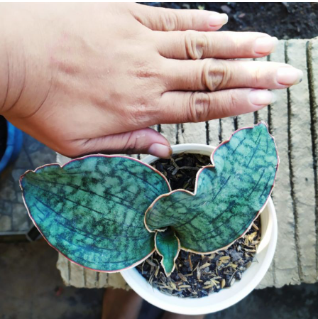Sansevieria Silver Blue