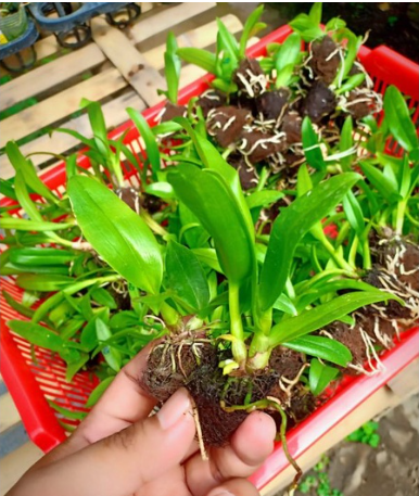 SEEDLING DENDROBIUM HYBRID ORCHID TWIST & ROUND BANGKOK THAILAND