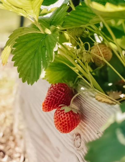 Red Giant Fragaria Ananassa STRAWBERRY Samen, Fruchtsamen, Erbstücksamen, Gartensamen, Bio-Samen, gentechnikfrei