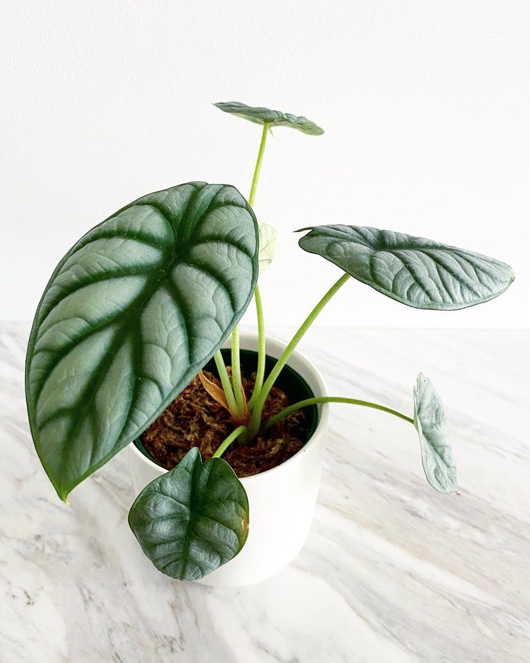 Alocasia Silver Dragon FREE PHYTOSANITARY