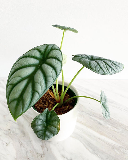 Alocasia Silver Dragon FREE PHYTOSANITARY