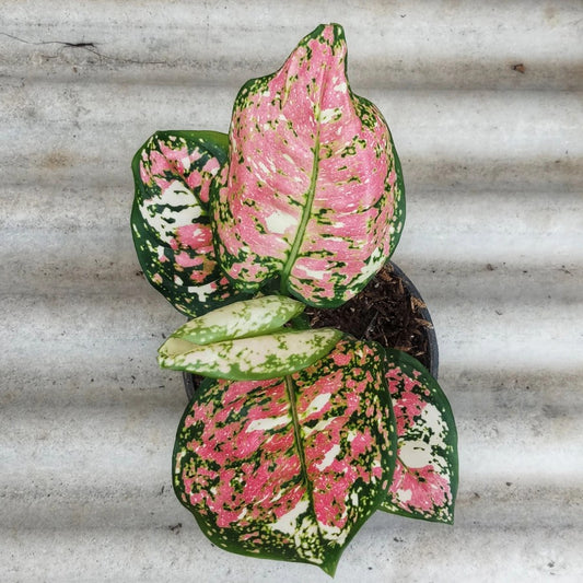 Aglaonema Tricolor || Aglaonema Anyamanee Pink Tricolor || FREE phytosanitary certificate, DHL express