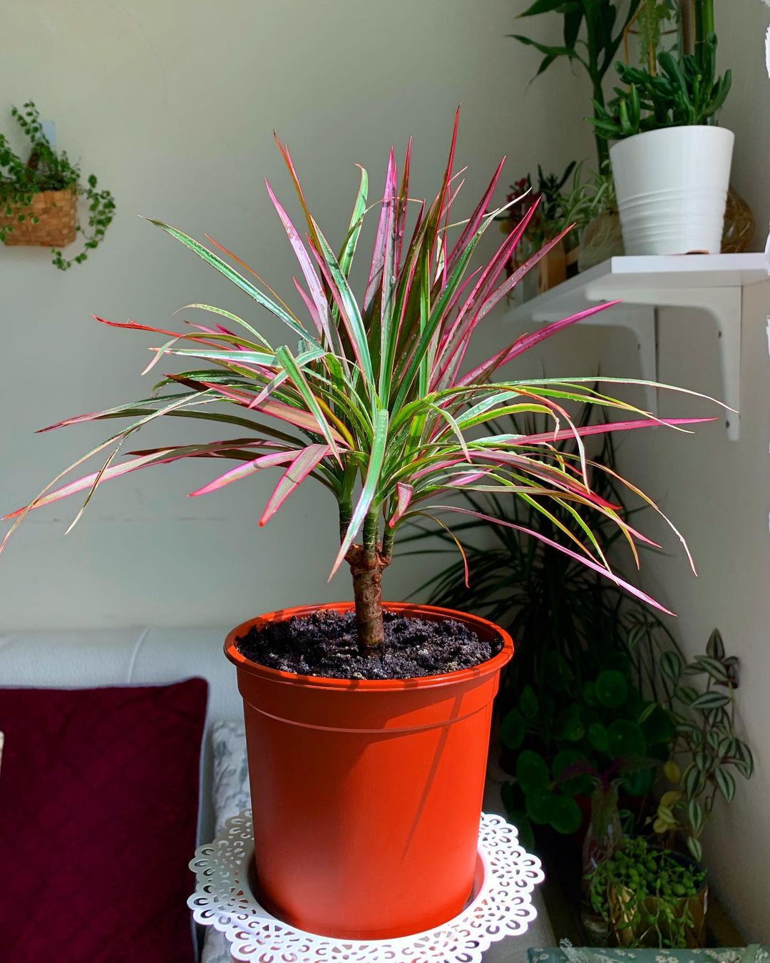 Dracaena Marginata Colorama Tricolor (Dragon Tree)
