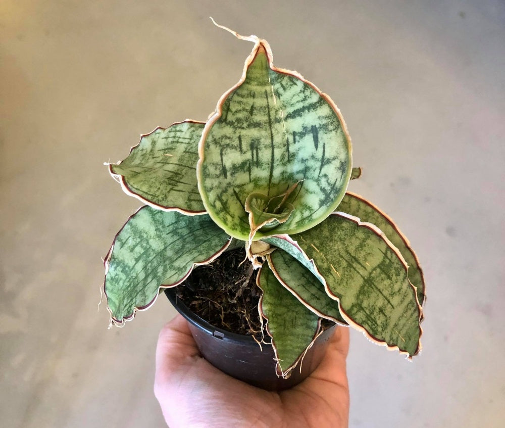 Sansevieria Silver Blue