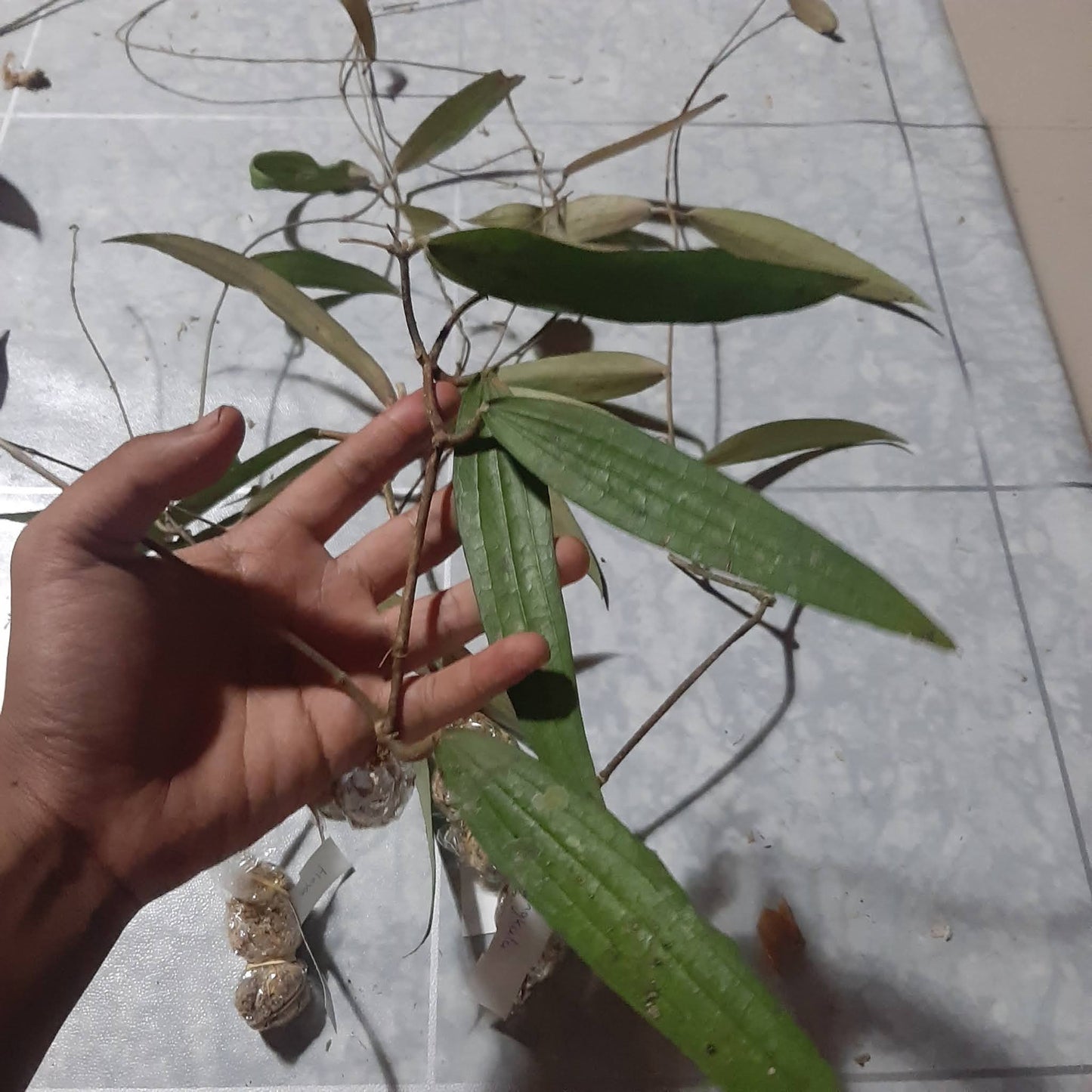 Hoya Rindu Raflesia Splash