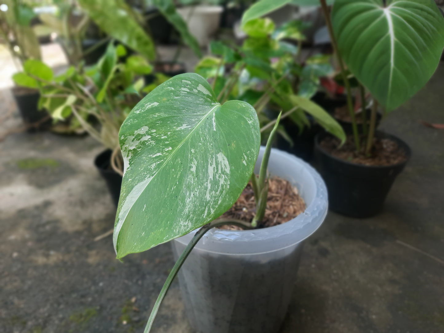 Monstera Marble Variegated