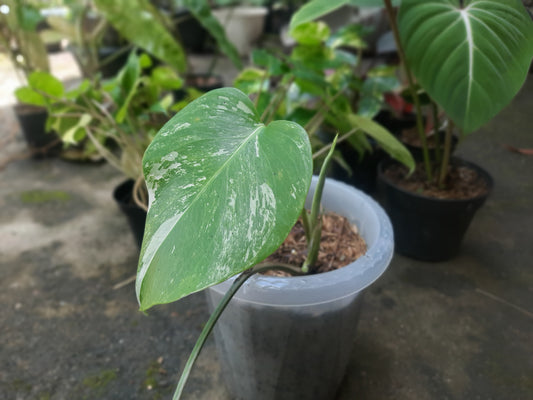 Monstera Marble Variegated