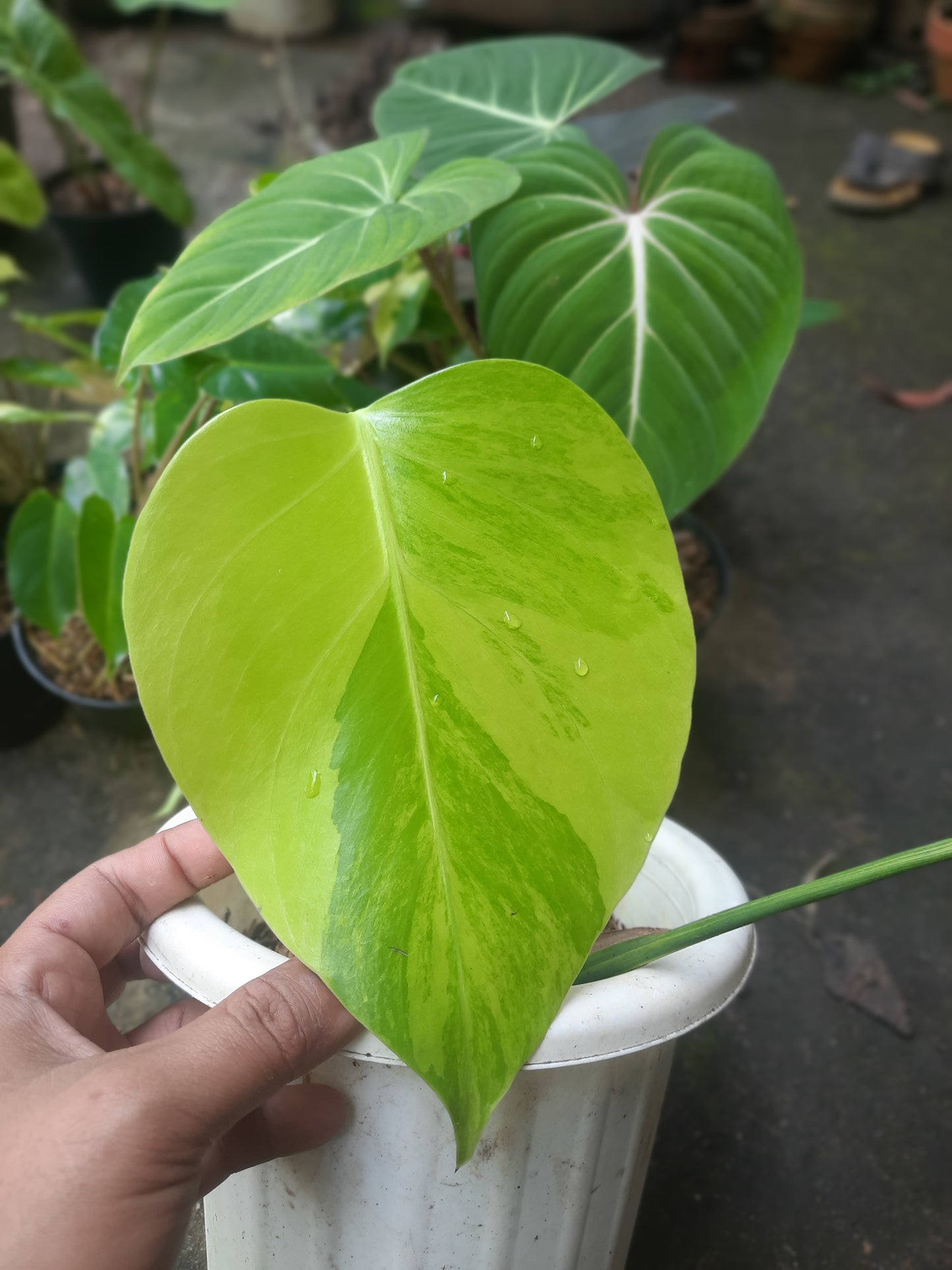 Monstera Aurea Yellow Variegated