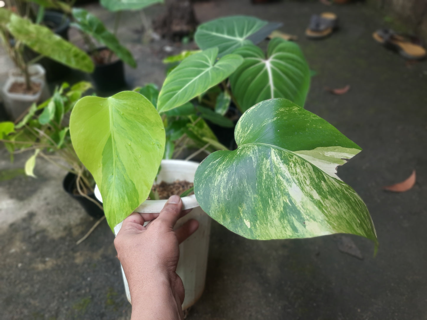 Monstera Aurea Yellow Variegated