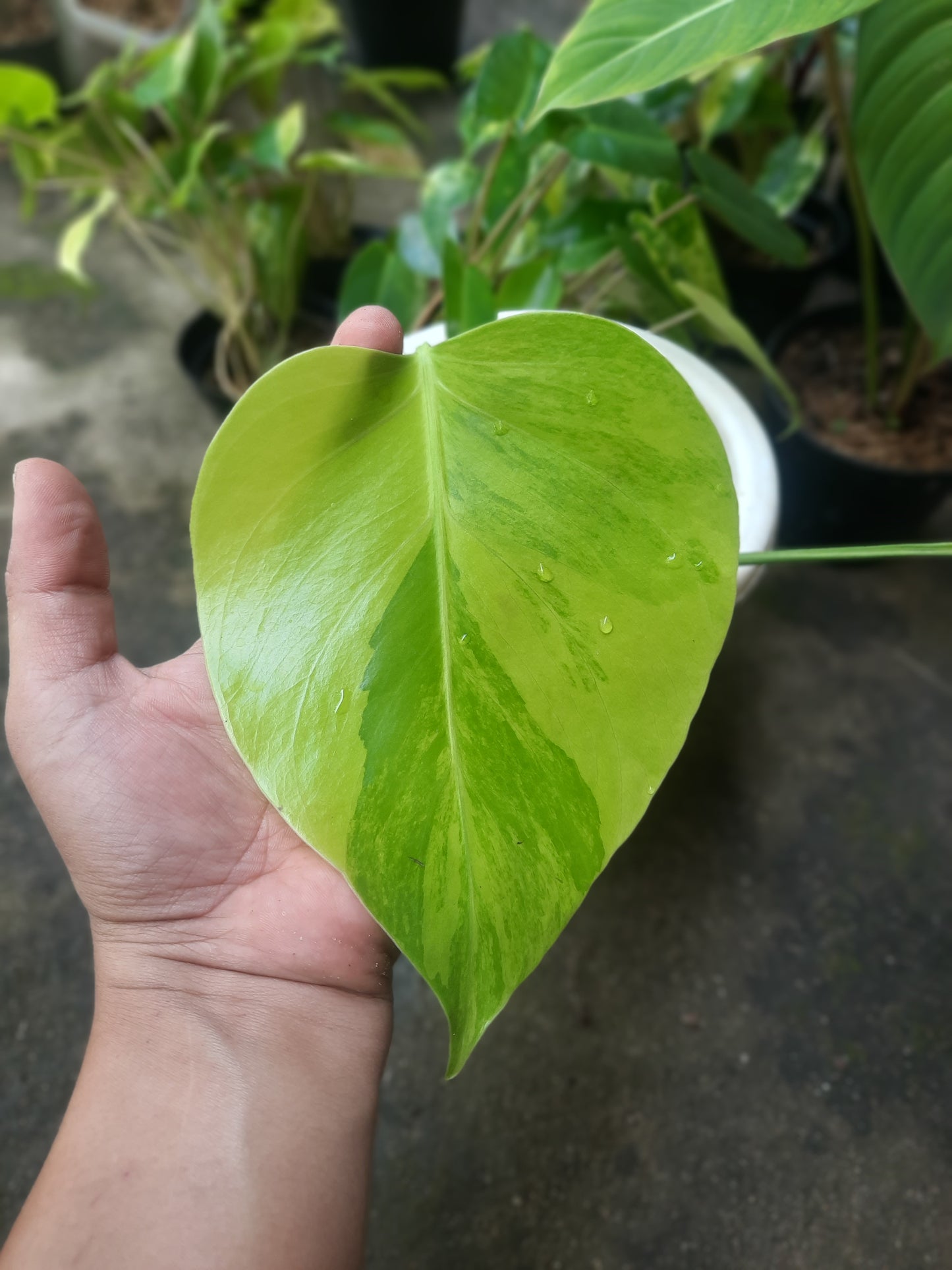 Monstera Aurea Yellow Variegated