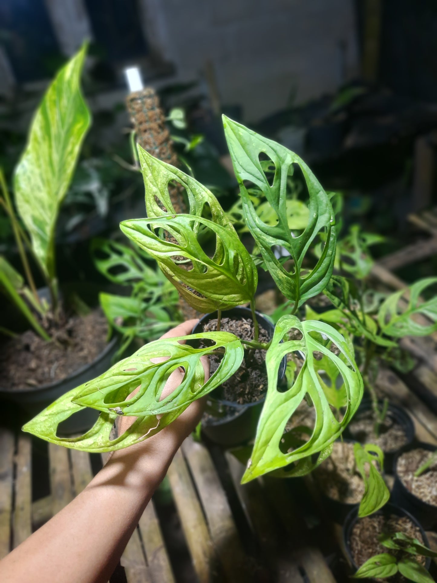 Monstera Andansoni Variegated Indonesia