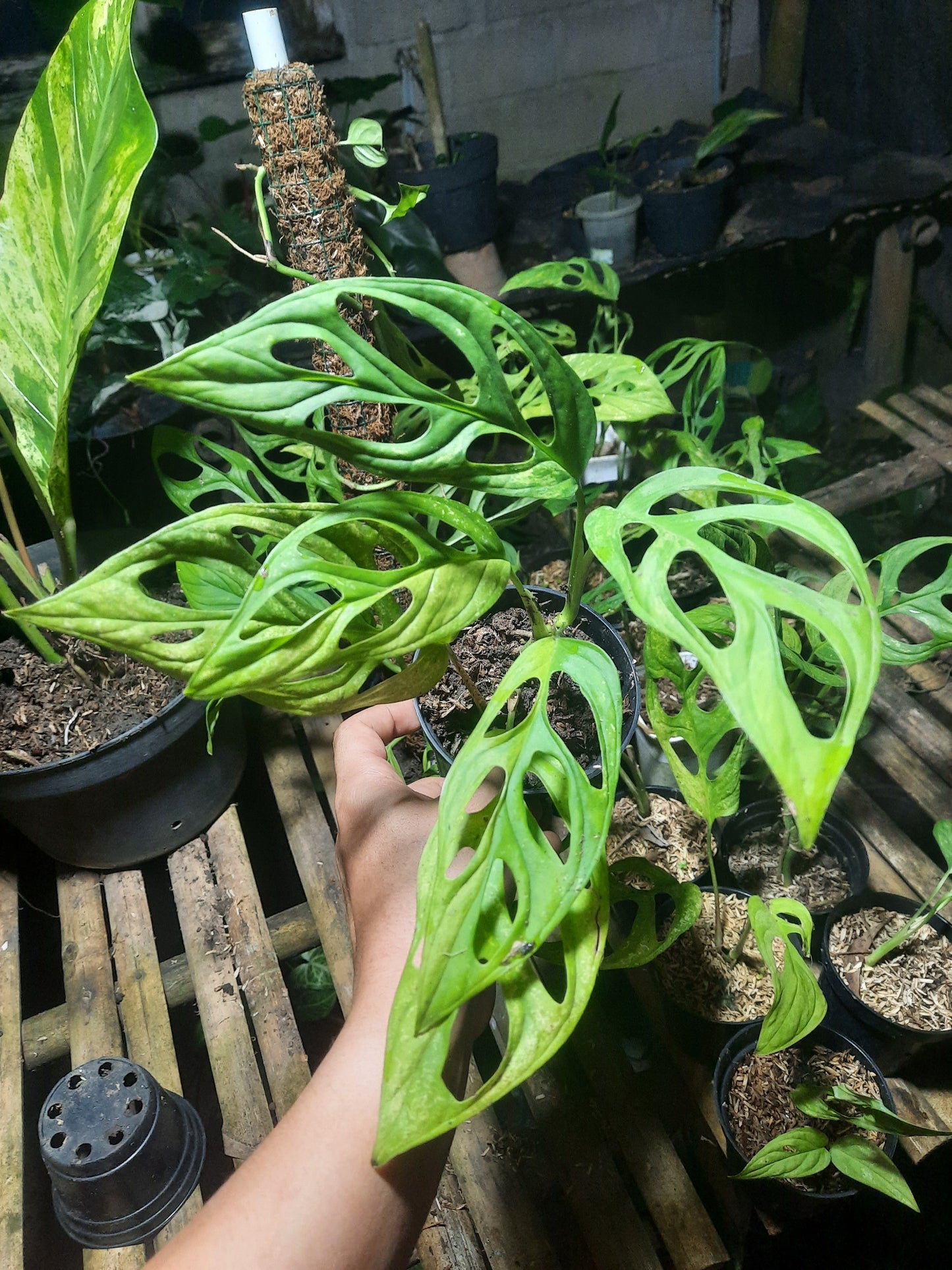 Monstera Andansoni Variegated Indonesia